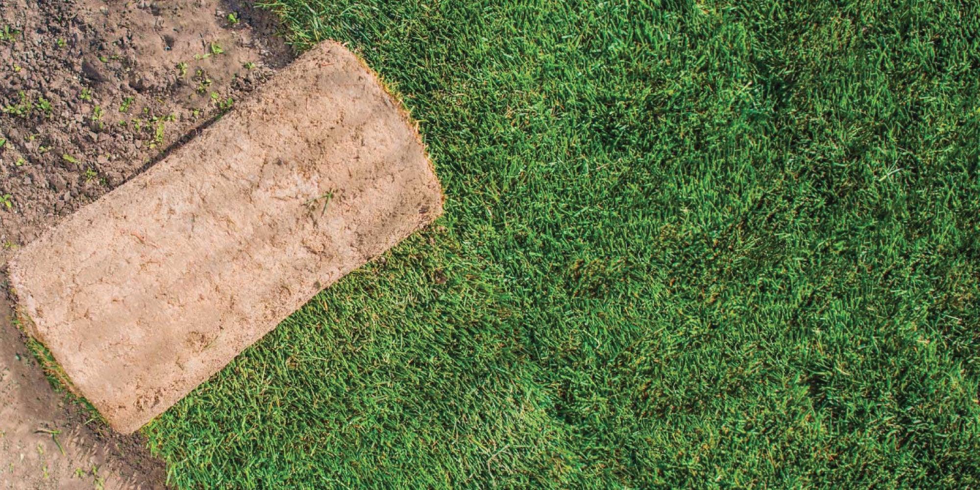 Când se plantează gazonul? - BIG STORE (Dynamic Tools SRL)