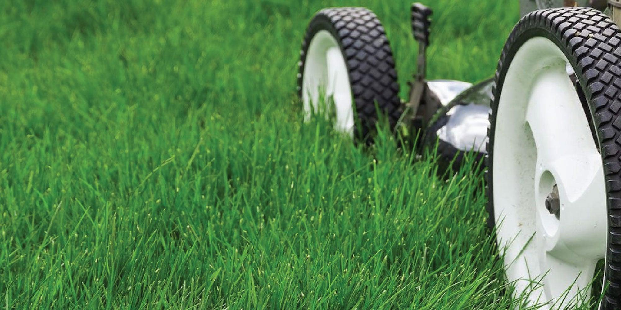 Cele mai des întâlnite tipuri de gazon pentru curte - BIG STORE (Dynamic Tools SRL)